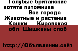 Голубые британские котята питомника Silvery Snow. - Все города Животные и растения » Кошки   . Кировская обл.,Шишканы слоб.